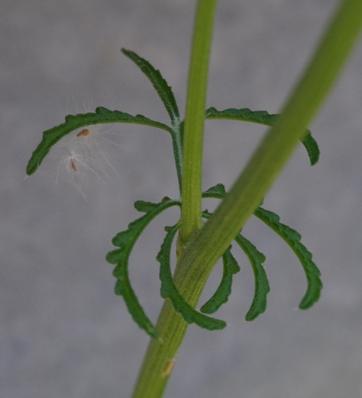 Pflanzenbild gross Gemeiner Schlupfsame - Crupina vulgaris