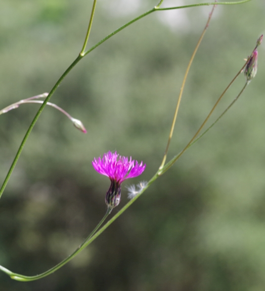 Pflanzenbild gross Gemeiner Schlupfsame - Crupina vulgaris