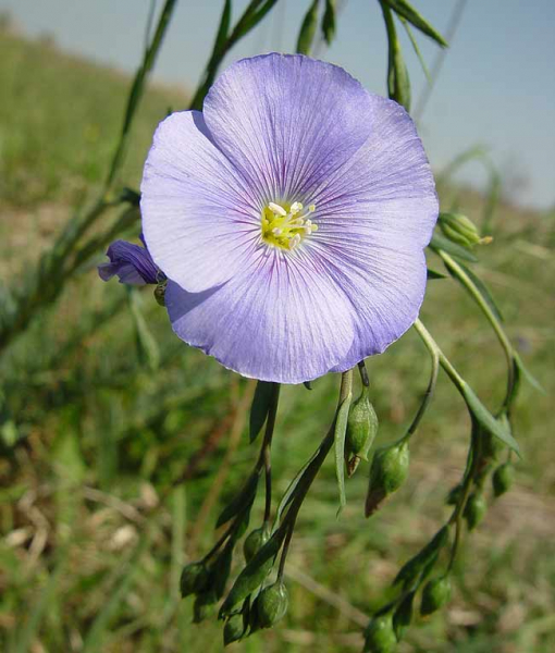 Pflanzenbild gross Österreicher Lein - Linum austriacum