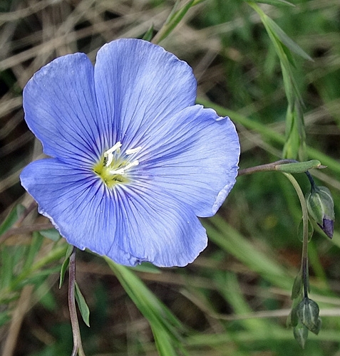 Pflanzenbild gross Österreicher Lein - Linum austriacum