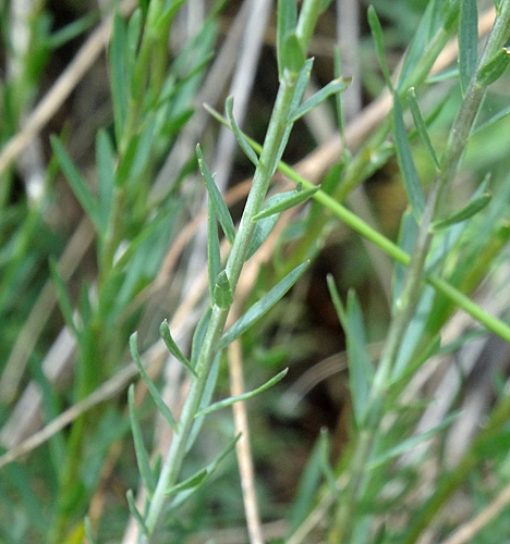 Pflanzenbild gross Österreicher Lein - Linum austriacum