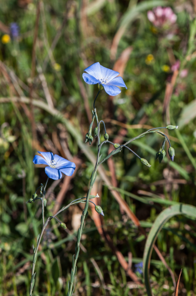 Pflanzenbild gross Österreicher Lein - Linum austriacum