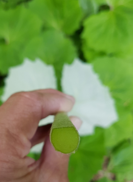 Pflanzenbild gross Weisse Pestwurz - Petasites albus