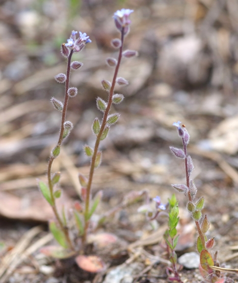 Pflanzenbild gross Sand-Vergissmeinnicht - Myosotis stricta
