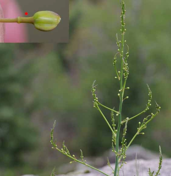 Pflanzenbild gross Gemüse-Spargel - Asparagus officinalis