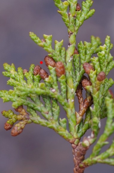 Pflanzenbild gross Sefistrauch - Juniperus sabina