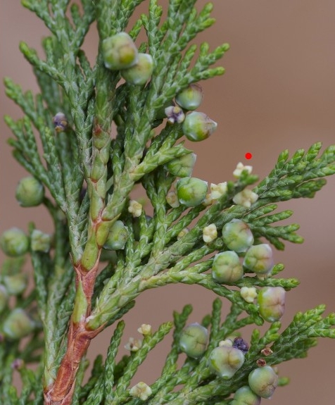 Pflanzenbild gross Sefistrauch - Juniperus sabina
