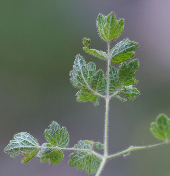 Pflanzenbild gross Stinkende Wiesenraute - Thalictrum foetidum