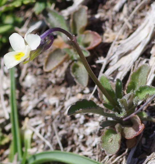 Pflanzenbild gross Zwerg-Stiefmütterchen - Viola kitaibeliana