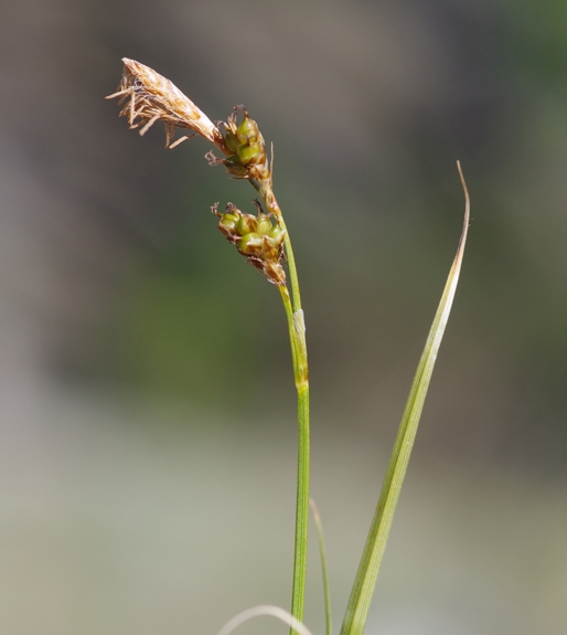 Pflanzenbild gross Glanz-Segge - Carex liparocarpos