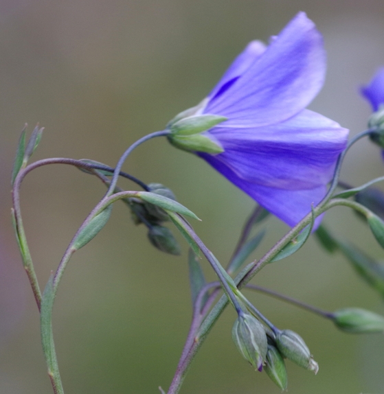 Pflanzenbild gross Österreicher Lein - Linum austriacum