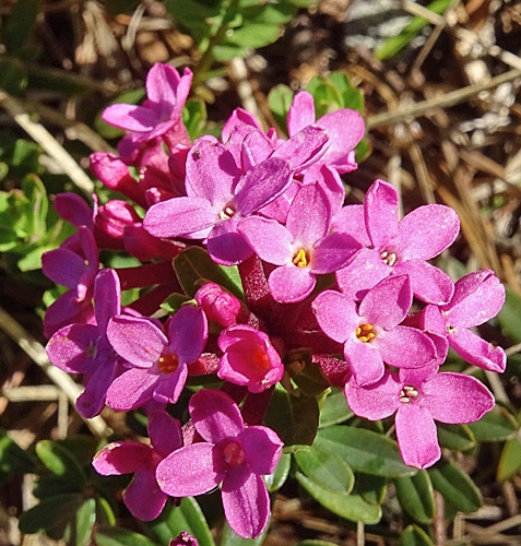 Pflanzenbild gross Flaumiger Seidelbast - Daphne cneorum