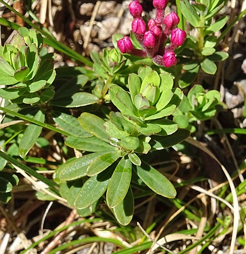 Pflanzenbild gross Flaumiger Seidelbast - Daphne cneorum