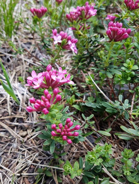 Pflanzenbild gross Flaumiger Seidelbast - Daphne cneorum