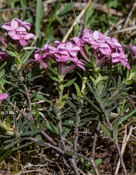 Pflanzenbild gross Flaumiger Seidelbast - Daphne cneorum