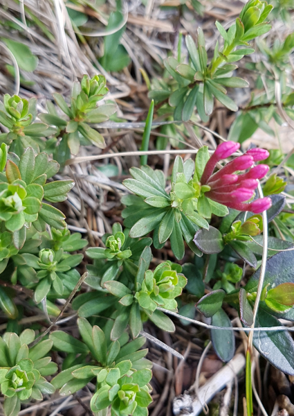 Pflanzenbild gross Flaumiger Seidelbast - Daphne cneorum
