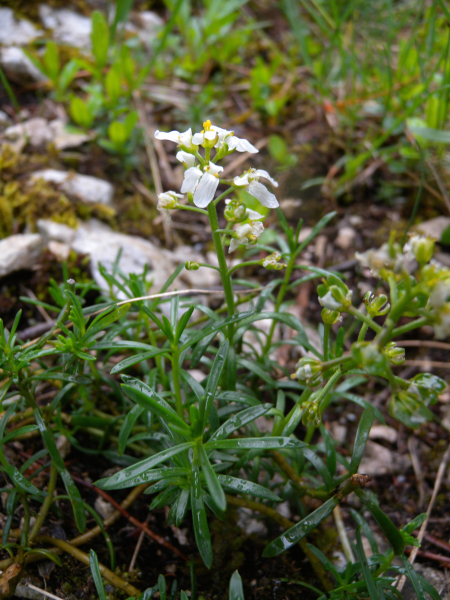 Pflanzenbild gross Felsen-Bauernsenf - Iberis saxatilis