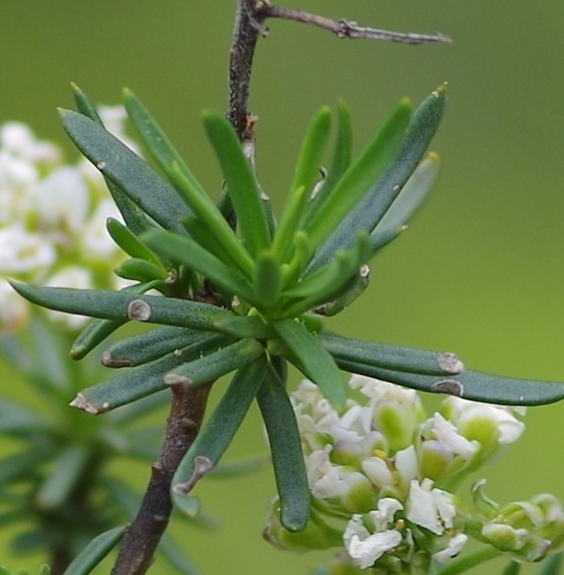 Pflanzenbild gross Felsen-Bauernsenf - Iberis saxatilis