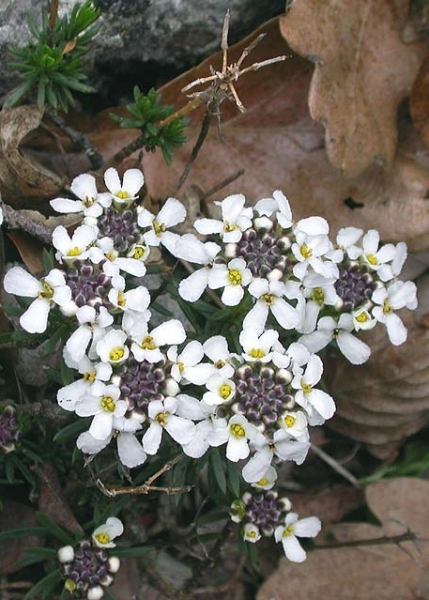 Pflanzenbild gross Felsen-Bauernsenf - Iberis saxatilis