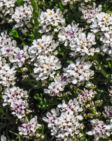 Pflanzenbild gross Felsen-Bauernsenf - Iberis saxatilis