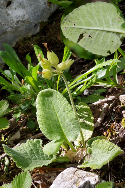 Pflanzenbild gross Graufilzige Frühlings-Schlüsselblume - Primula veris subsp. columnae