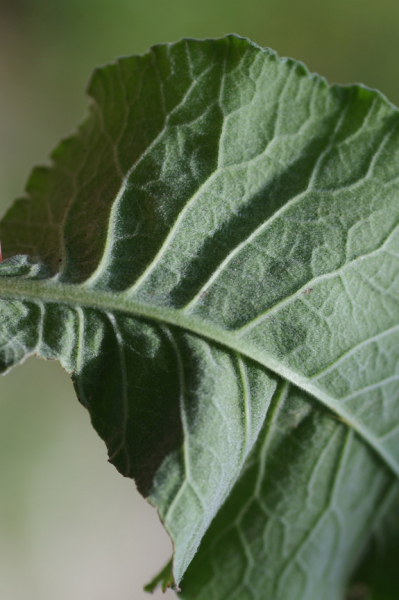 Pflanzenbild gross Graufilzige Frühlings-Schlüsselblume - Primula veris subsp. columnae