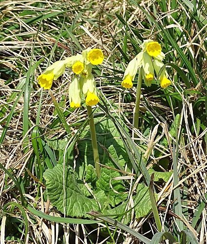 Pflanzenbild gross Graufilzige Frühlings-Schlüsselblume - Primula veris subsp. columnae