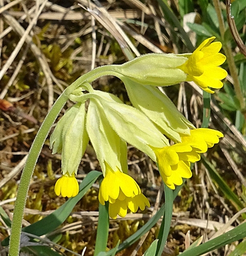 Pflanzenbild gross Graufilzige Frühlings-Schlüsselblume - Primula veris subsp. columnae