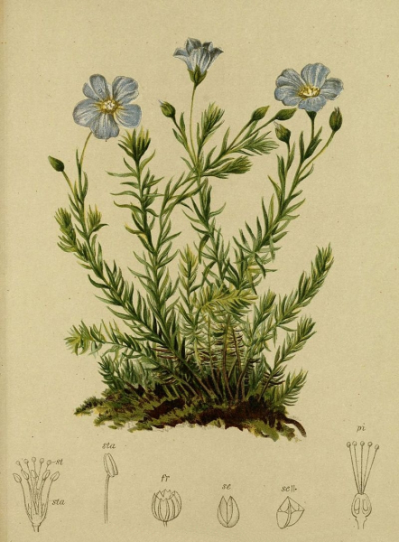 Pflanzenbild gross Alpen-Lein - Linum alpinum