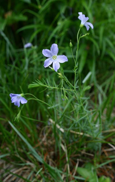 Pflanzenbild gross Alpen-Lein - Linum alpinum