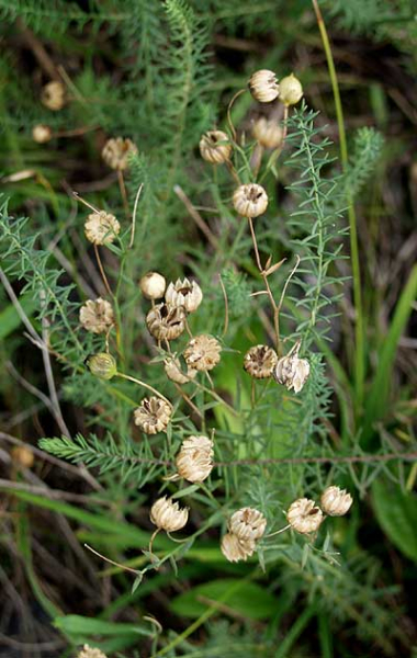 Pflanzenbild gross Alpen-Lein - Linum alpinum