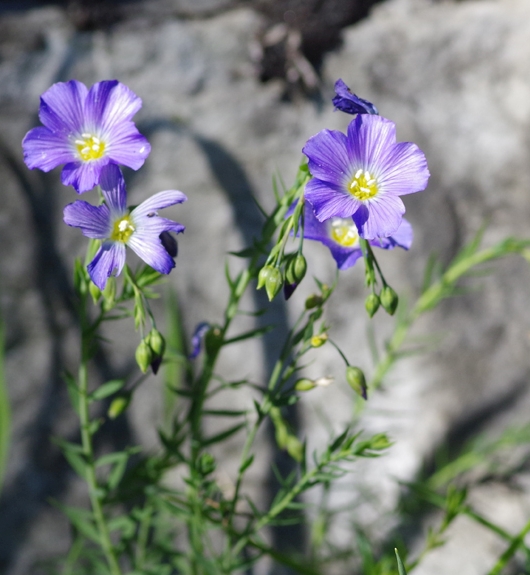 Pflanzenbild gross Alpen-Lein - Linum alpinum