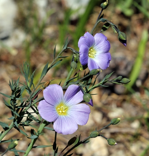 Pflanzenbild gross Alpen-Lein - Linum alpinum