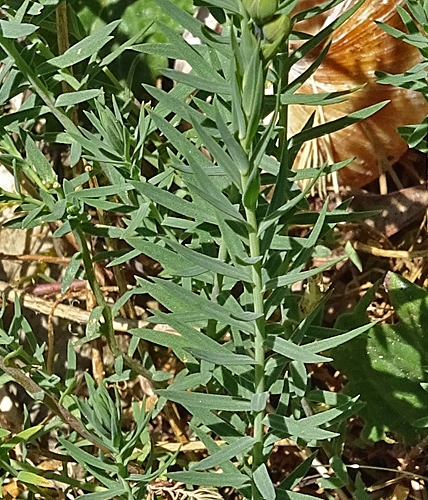 Pflanzenbild gross Alpen-Lein - Linum alpinum