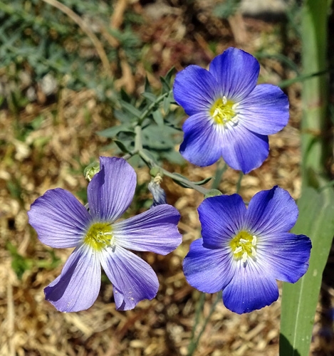 Pflanzenbild gross Alpen-Lein - Linum alpinum