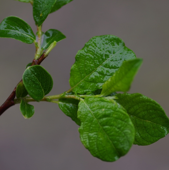 Pflanzenbild gross Ohr-Weide - Salix aurita