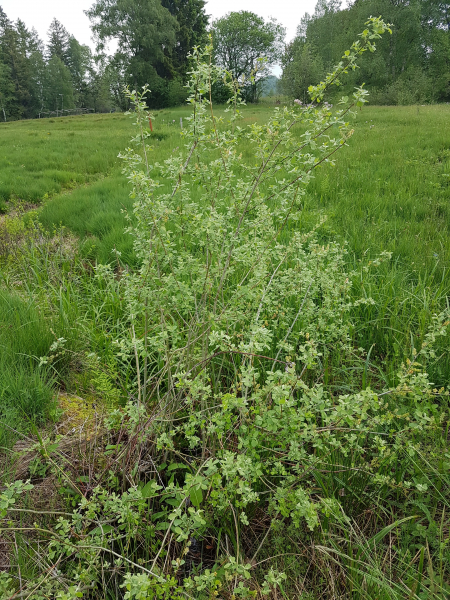 Pflanzenbild gross Ohr-Weide - Salix aurita