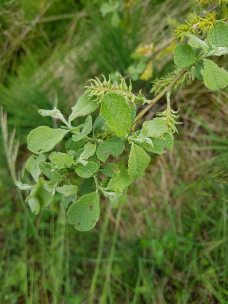 Pflanzenbild gross Ohr-Weide - Salix aurita