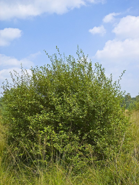 Pflanzenbild gross Ohr-Weide - Salix aurita
