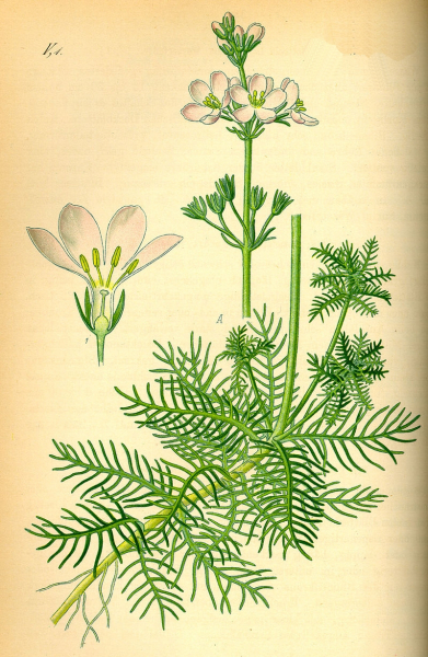 Pflanzenbild gross Wasserfeder - Hottonia palustris