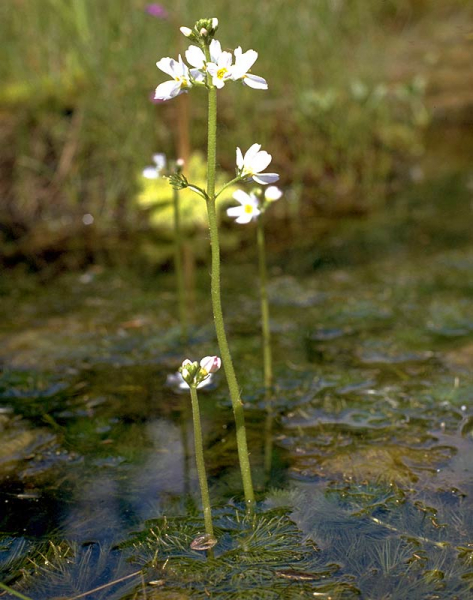 Pflanzenbild gross Wasserfeder - Hottonia palustris