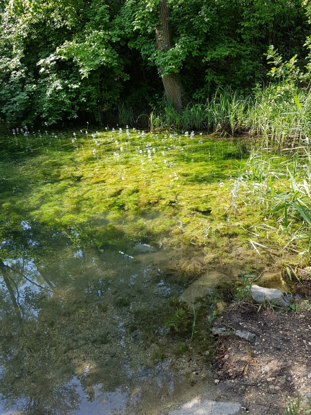 Pflanzenbild gross Wasserfeder - Hottonia palustris