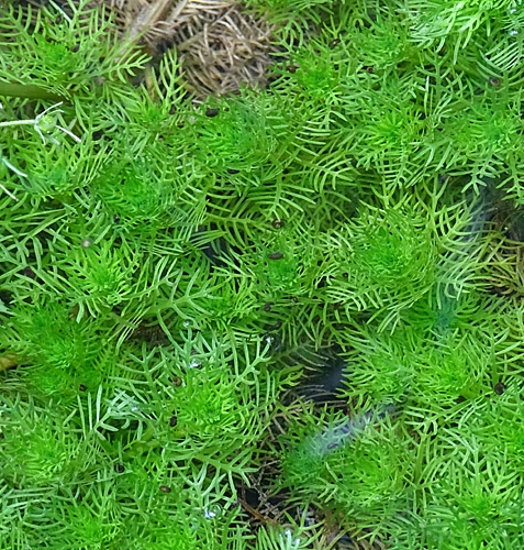 Pflanzenbild gross Wasserfeder - Hottonia palustris