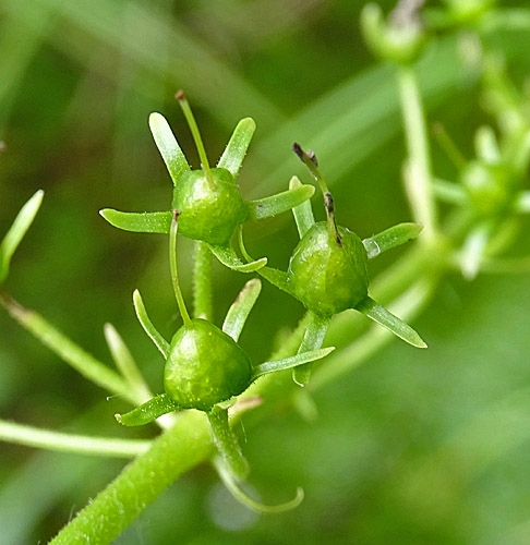 Pflanzenbild gross Wasserfeder - Hottonia palustris