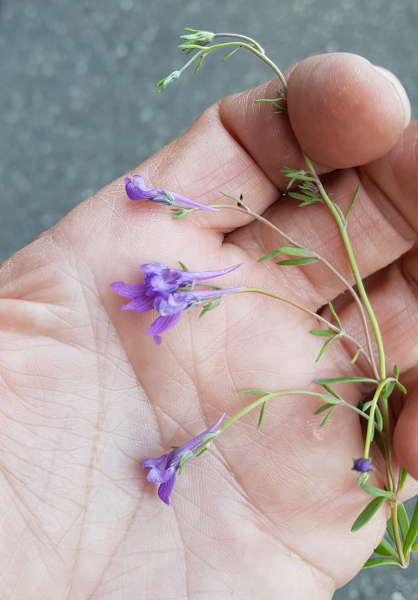 Pflanzenbild gross Jura-Leinkraut - Linaria alpina subsp. petraea