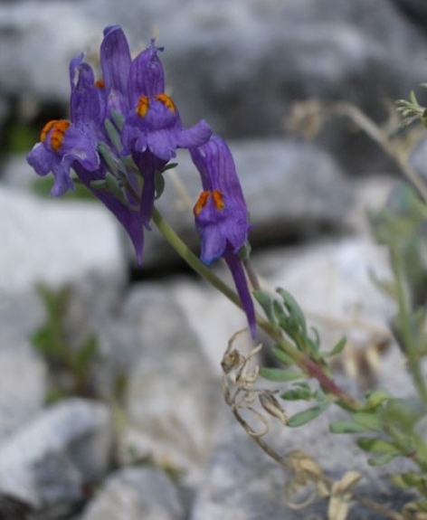 Pflanzenbild gross Jura-Leinkraut - Linaria alpina subsp. petraea