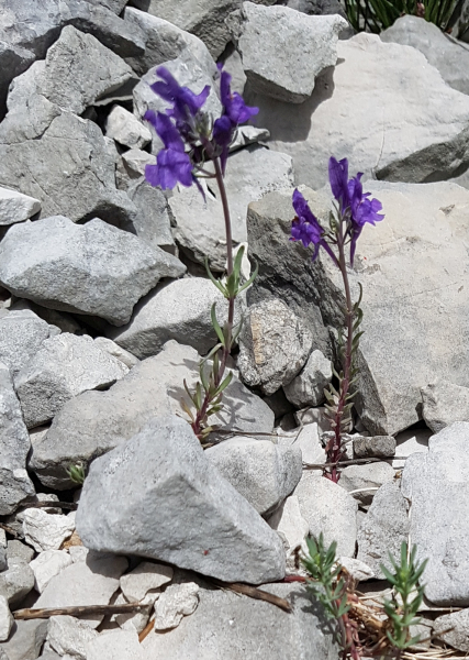 Pflanzenbild gross Jura-Leinkraut - Linaria alpina subsp. petraea