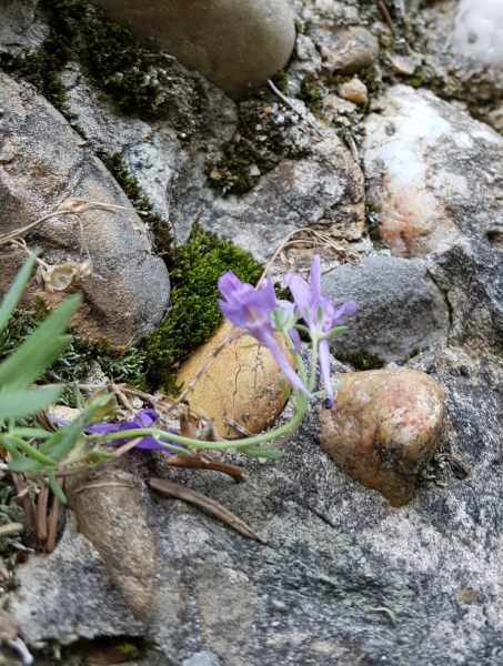 Pflanzenbild gross Jura-Leinkraut - Linaria alpina subsp. petraea