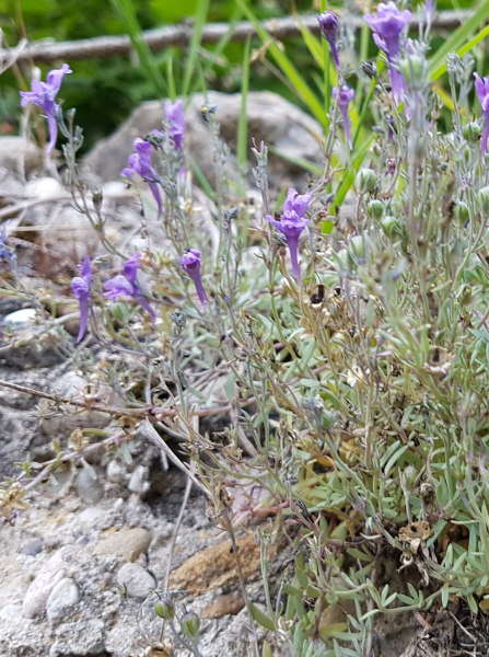 Pflanzenbild gross Jura-Leinkraut - Linaria alpina subsp. petraea