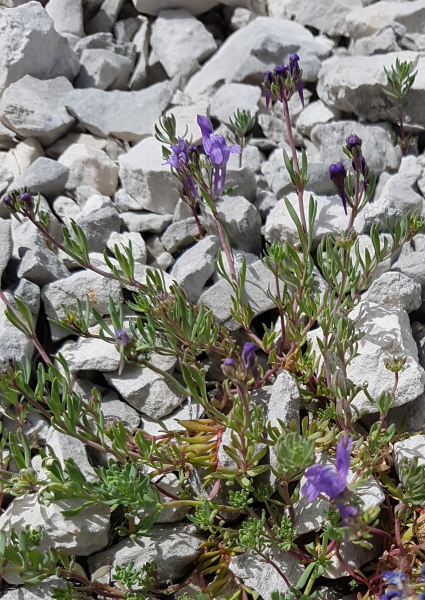 Pflanzenbild gross Jura-Leinkraut - Linaria alpina subsp. petraea